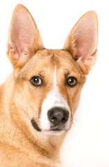 Close-up of mixed-breed dog in front of white background