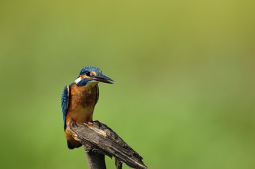 The Common Kingfisher (Alcedo atthis)