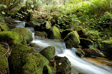 Vosges