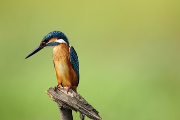 The Common Kingfisher (Alcedo atthis)