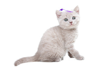 pale-yellow British kitten  sitting on isolated white