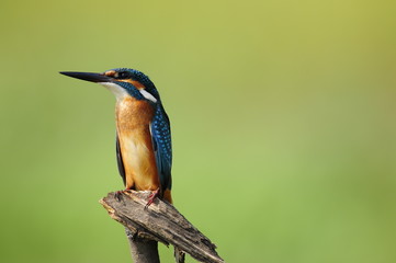 The Common Kingfisher (Alcedo atthis)