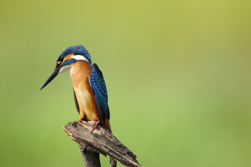 The Common Kingfisher (Alcedo atthis)