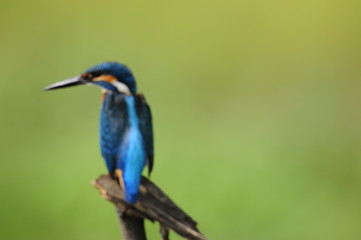 The Common Kingfisher (Alcedo atthis)