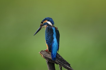 The Common Kingfisher (Alcedo atthis)