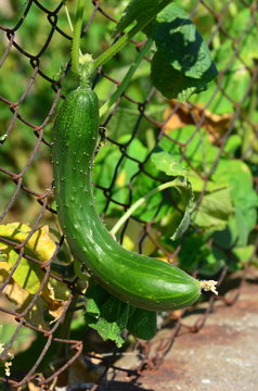 courgette