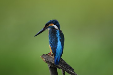 The Common Kingfisher (Alcedo atthis)