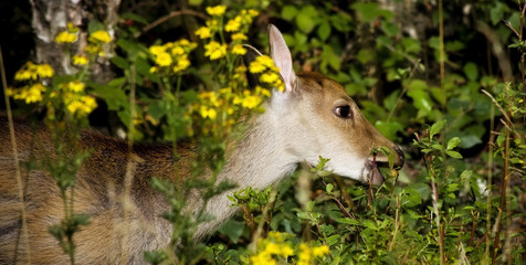 Baby fawn eating in the wild closeup