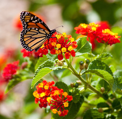 Feeding Monarch Butterfly