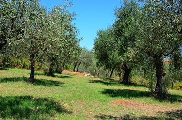 Obraz na płótnie Canvas olivier italien