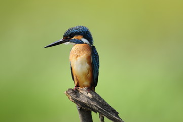 The Common Kingfisher (Alcedo atthis)