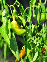 piment