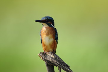 Common Kingfisher