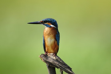 Obraz premium The Common Kingfisher (Alcedo atthis)