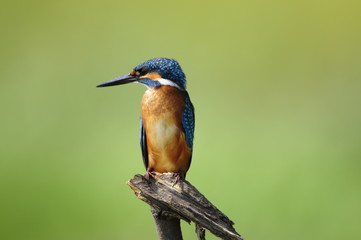 The Common Kingfisher (Alcedo atthis)