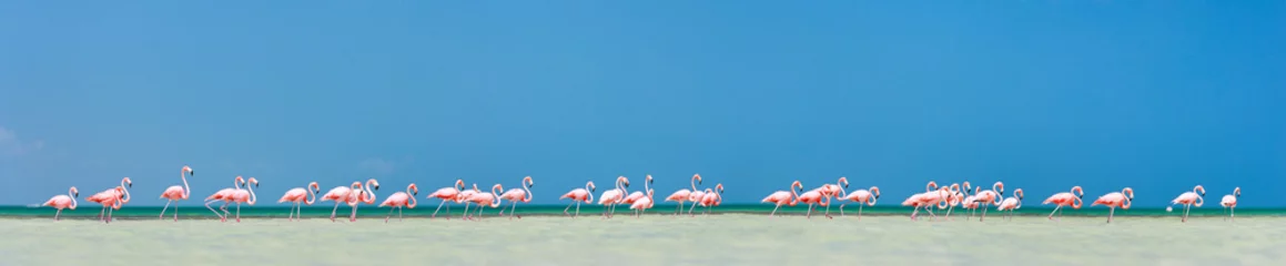Printed kitchen splashbacks Flamingo Pink flamingos panorama