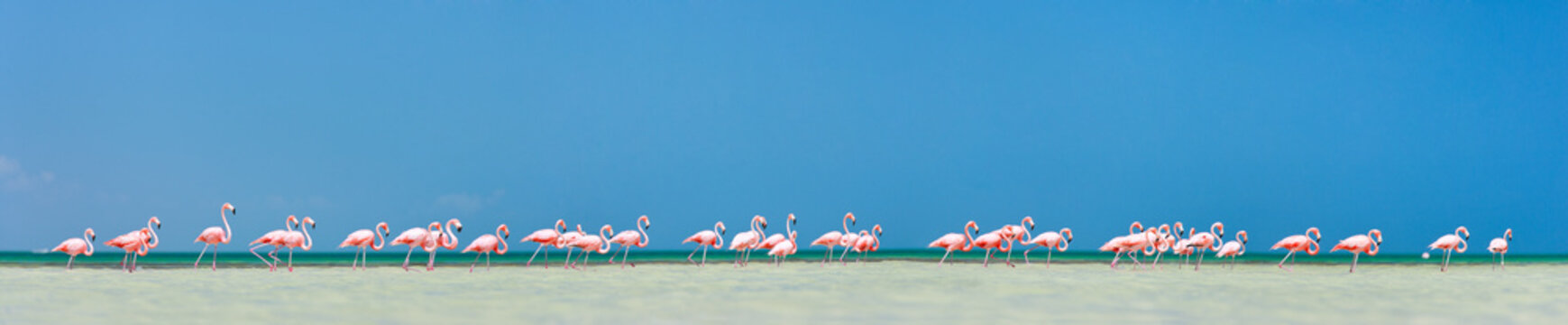 Fototapeta Pink flamingos panorama