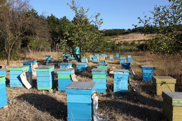 Fototapeta na wymiar Beekeeper pszczoły ZAPOZNANIA