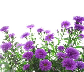 Asters - 35285711