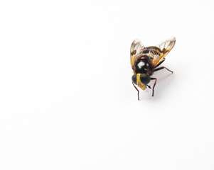 Beautiful and bright wasp on a white background