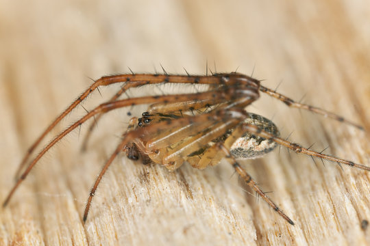 Spider sitting on wood