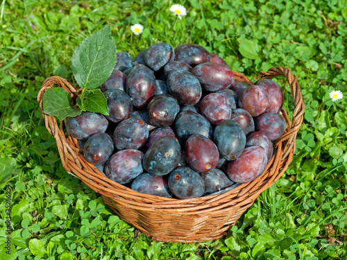 "Hauspflaumen" Stockfotos und lizenzfreie Bilder auf Fotolia.com - Bild