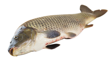 fresh carp fish closeup