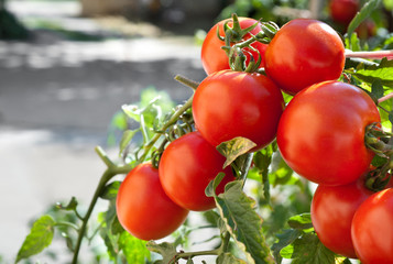 ripe tomatoes