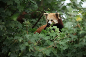 petit panda dans son arbre