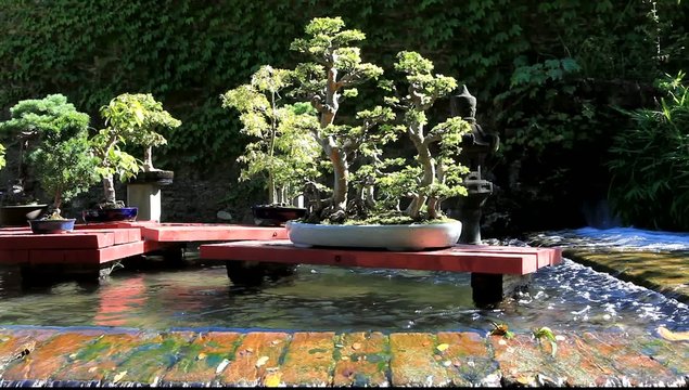 bonza&Iuml; sur jardin aquatique japonais