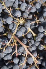 Bunches of red grapes