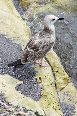 Seagull resting on rock