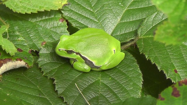 Europ&auml;ische Laubfrosch - Hyla arborea - seitlich
