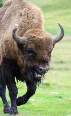 buffalo charging in field