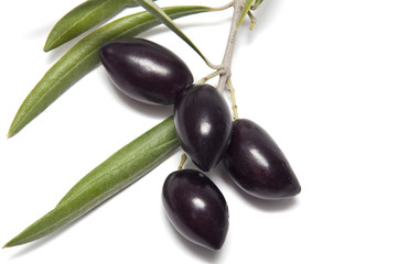 Rama de aceitunas