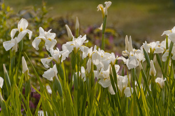 Iris blancs