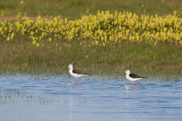Echasse blanche au marais