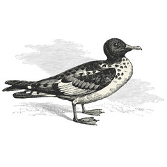 Petrel