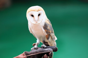 beautiful white owl in Hong Kong Ocean Park