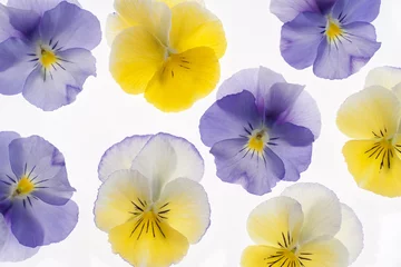 Foto op Canvas viooltje © _Vilor