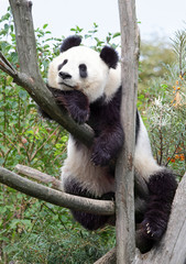 Fototapeta premium The giant panda in zoo