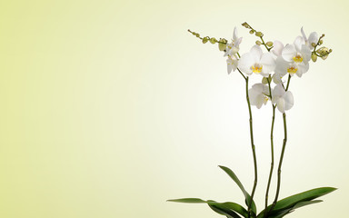 White orchid plant