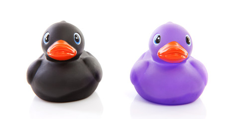 Two rubber ducks isolated on white background