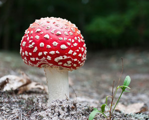 mushroom