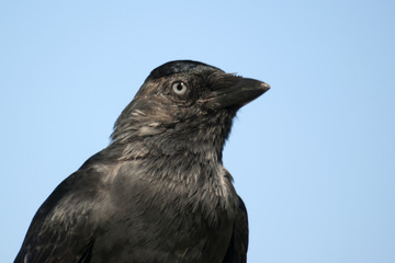 kawka © Henryk Olszewski