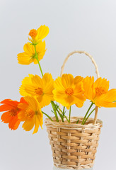 Marigold on a background