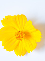 Marigold on a background