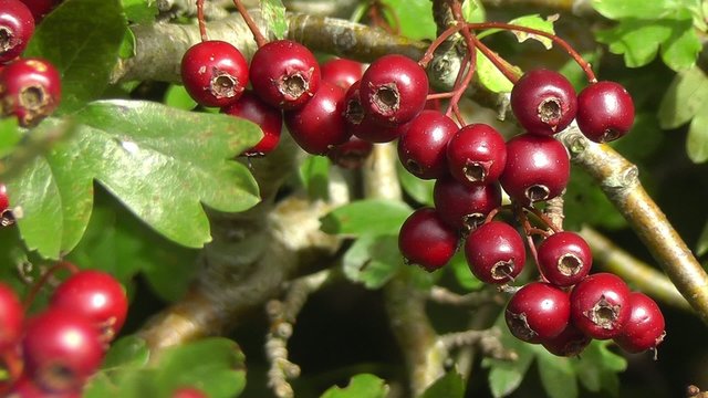 Weissdorn - Crataegus monogyna