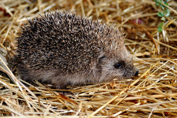 Erizo europeo