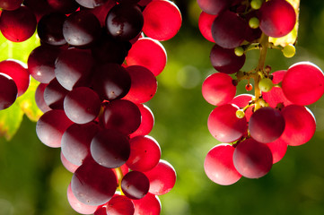 Weinreben 11.181